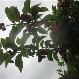 Antidesma bunius at suppressed - suppressed