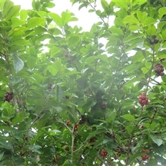 Antidesma bunius at suppressed - suppressed