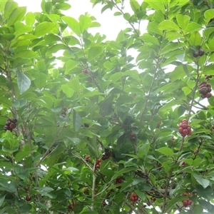 Antidesma bunius at suppressed - suppressed