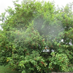 Antidesma bunius at suppressed - suppressed