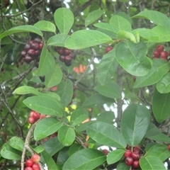 Antidesma bunius at suppressed - suppressed