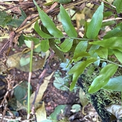 Arthropteris tenella at Caparra, NSW - Yesterday by maznee