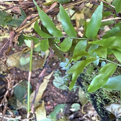 Arthropteris tenella at Caparra, NSW - Yesterday by maznee