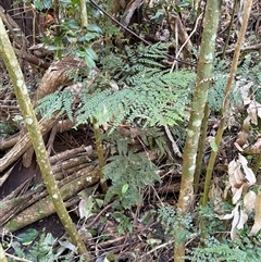 Adiantum formosum (Black Stem, Black-stem Maidenhair) at Caparra, NSW - Yesterday by maznee