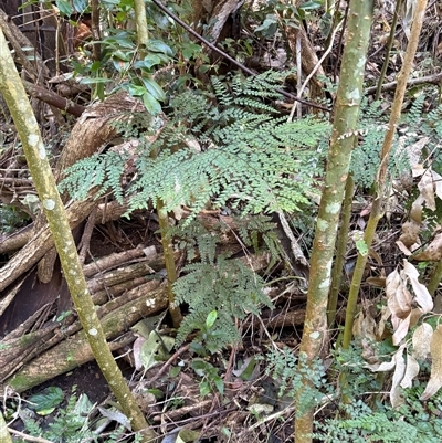 Adiantum formosum (Black Stem, Black-stem Maidenhair) at Caparra, NSW - Yesterday by maznee