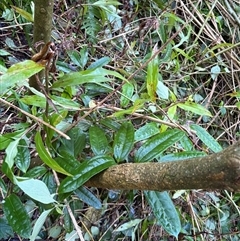Unverified Other Wildflower or Herb at Caparra, NSW - Yesterday by maznee