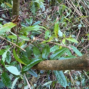 Unverified Other Wildflower or Herb at Caparra, NSW - Today by maznee