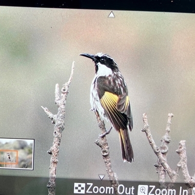 Phylidonyris niger (White-cheeked Honeyeater) at Bouddi, NSW - Yesterday by KooragindiJohn