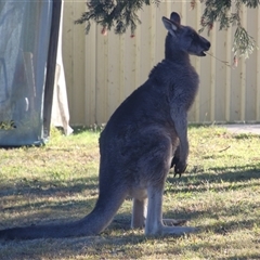 Macropus giganteus (Eastern Grey Kangaroo) at Macarthur, ACT - Yesterday by RodDeb