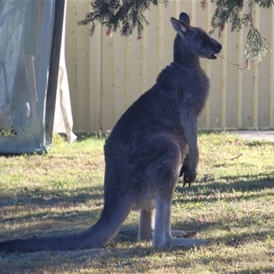 Macropus giganteus (Eastern Grey Kangaroo) at Macarthur, ACT - Yesterday by RodDeb