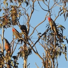 Callocephalon fimbriatum at Kambah, ACT - Yesterday by HelenCross