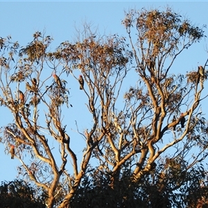 Callocephalon fimbriatum at Kambah, ACT - suppressed