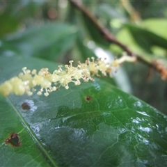 Antidesma erostre (wild currant) at Syndicate, QLD - 18 Jan 2024 by JasonPStewartNMsnc2016
