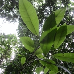Antidesma erostre at Syndicate, QLD - 18 Jan 2024 07:35 AM