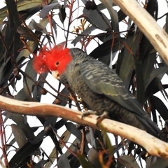 Callocephalon fimbriatum at Fisher, ACT - Yesterday by HelenCross
