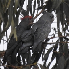 Callocephalon fimbriatum at Fisher, ACT - Yesterday by HelenCross