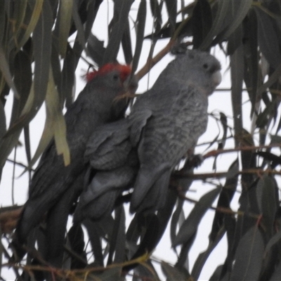 Callocephalon fimbriatum at Fisher, ACT - Yesterday by HelenCross