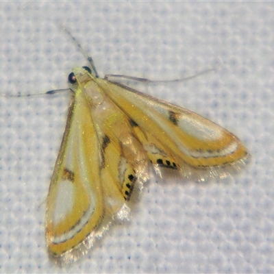 Tetrernia teminitis (A Crambid moth (Acentropinae) at Abergowrie, QLD - 20 Oct 2008 by PJH123