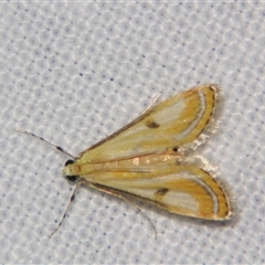 Tetrernia teminitis at Abergowrie, QLD - 20 Oct 2008 09:08 PM