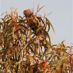 Callocephalon fimbriatum at Fisher, ACT - Yesterday by HelenCross