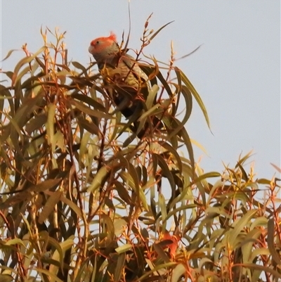 Callocephalon fimbriatum at Fisher, ACT - Yesterday by HelenCross