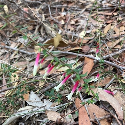 Epacris longiflora at Bouddi, NSW - Today by KooragindiFiona