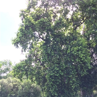 Antidesma ghaesembilla (black currant tree) at Manunda, QLD - 25 Feb 2025 by JasonPStewartNMsnc2016