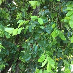 Antidesma ghaesembilla at Manunda, QLD - 25 Feb 2025 02:49 PM