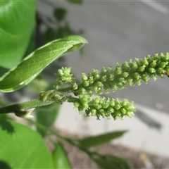 Antidesma ghaesembilla at Manunda, QLD - 25 Feb 2025 02:49 PM