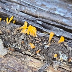 Dacrymyces sp. at Isaacs, ACT - Today by Mike