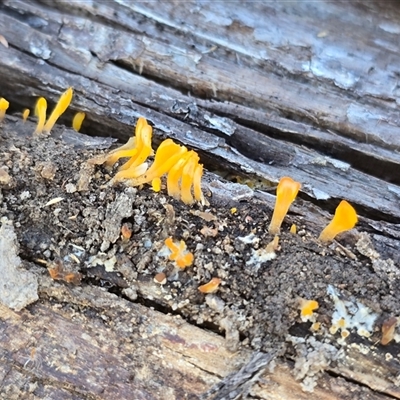 Dacrymyces sp. at Isaacs, ACT - Today by Mike