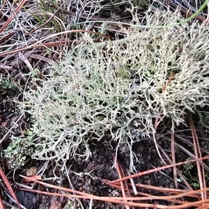 Unverified Lichen, Moss or other Bryophyte at Isaacs, ACT - 26 Jun 2025 by Mike