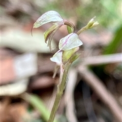 Unverified Orchid at Bouddi, NSW - Yesterday by KooragindiJohn