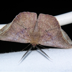 Unverified Geometer moth (Geometridae) at Abergowrie, QLD - 20 Oct 2008 by PJH123