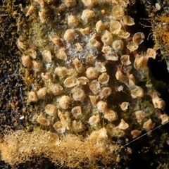 Heterotrichia spp. at Paddys River, ACT - 26 Jun 2025 by TimL