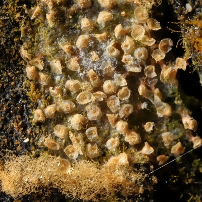 Heterotrichia spp. at Paddys River, ACT - 26 Jun 2025 by TimL