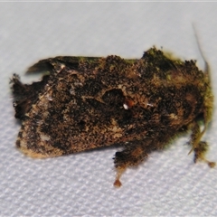 Unverified Other moth at Abergowrie, QLD - 20 Oct 2008 by PJH123