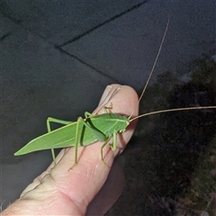 Caedicia simplex (Common Garden Katydid) at Fisher, ACT - Yesterday by HelenCross