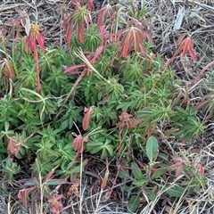 Unverified Other Wildflower or Herb at Fisher, ACT - Yesterday by HelenCross