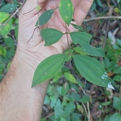 Rhodamnia rubescens at Hydes Creek, NSW - Yesterday by NJ