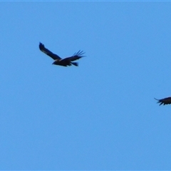 Aquila audax (Wedge-tailed Eagle) at Symonston, ACT - Today by CallumBraeRuralProperty