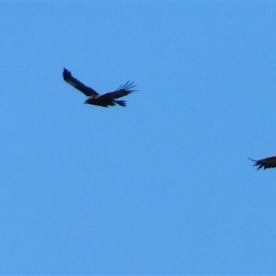 Aquila audax (Wedge-tailed Eagle) at Symonston, ACT - Today by CallumBraeRuralProperty