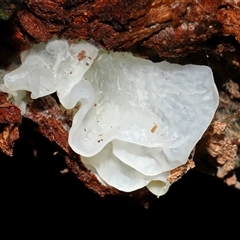 Tremella fuciformis at Paddys River, ACT - 26 Jun 2025 by TimL