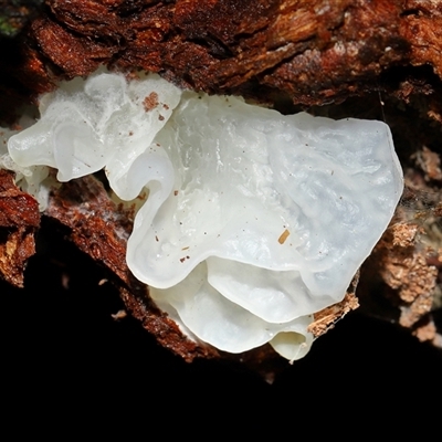 Tremella fuciformis at Paddys River, ACT - 26 Jun 2025 by TimL
