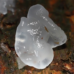 Tremella fuciformis at Paddys River, ACT - 26 Jun 2025 12:36 PM