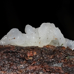 Tremella fuciformis at Paddys River, ACT - 26 Jun 2025 12:36 PM
