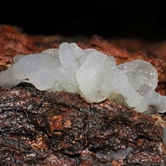 Tremella fuciformis at Paddys River, ACT - 26 Jun 2025 12:36 PM