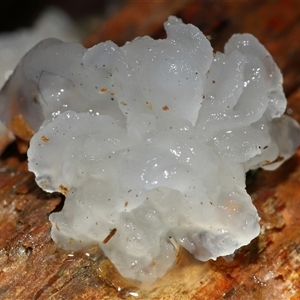 Tremella fuciformis at Paddys River, ACT - 26 Jun 2025 12:36 PM
