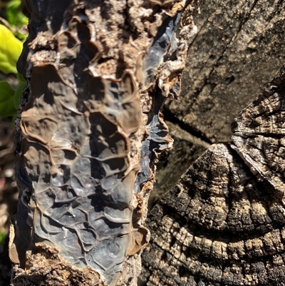 Unverified Slime Mould at Broke, NSW - Yesterday by RoyP