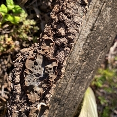 Auricularia pusio group at Broke, NSW - 28 Jun 2025 03:45 PM